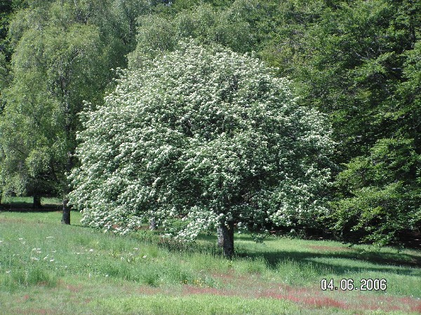 Baum